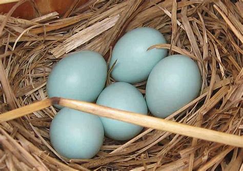 Whiting True Blue Chicken: Eggs, Temperament, Size and Raising Tips