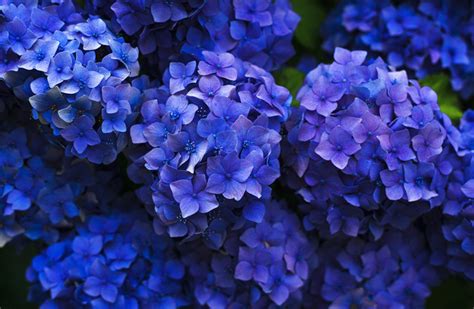 Les 10 plus belles fleurs bleues du jardin