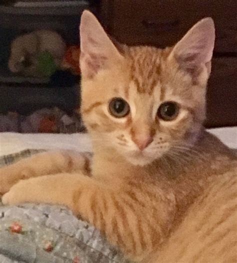 Exotic Shorthair Orange