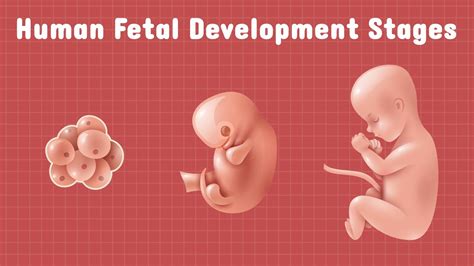 Human fetal development stages | Biology - YouTube