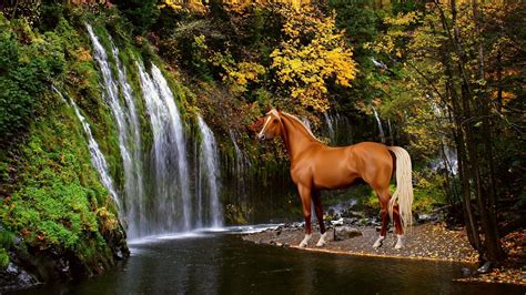 Autumn Horse Wallpapers - Top Free Autumn Horse Backgrounds ...
