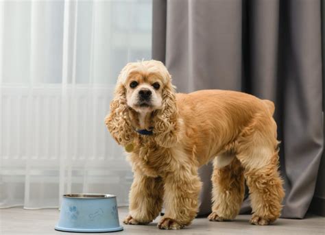 Fats for Dogs | PetMD