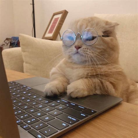 Pin by ZMN on _P E T• | Cat memes, Cute cats photos, Cute cats