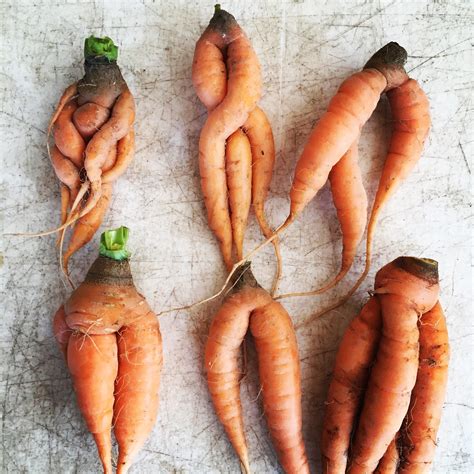 Why Ugly Produce Is Worth Your Attention - Fresh Harvest