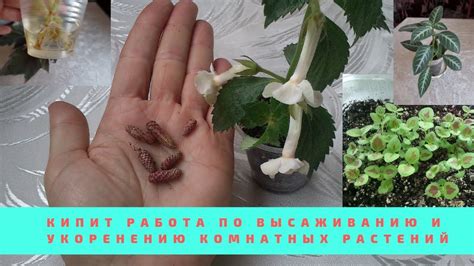 Мои растения в апреле,высадка ризом ахименесов,укоренение черенков ...