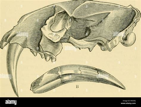 Sabre toothed tiger hi-res stock photography and images - Alamy