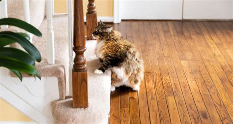 Пателарна луксация при котки - Котки - DogsAndCats.bg