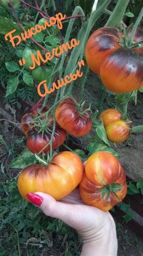 Томат Мечта Алисы: описание сорта, ОТЗЫВЫ (12), фото