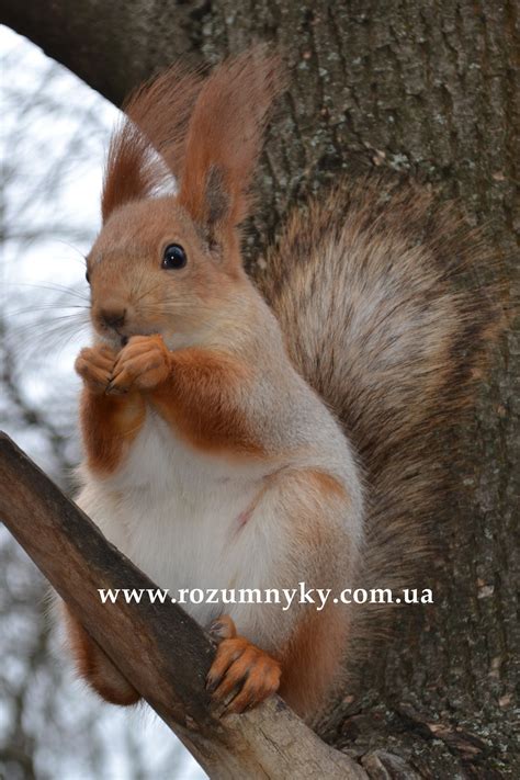 Білка — rozumnyky.com.ua