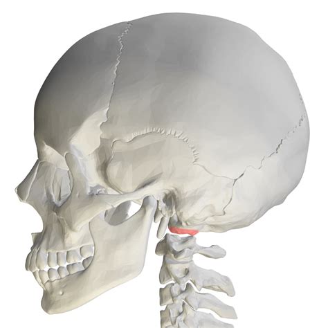 Occipital condyles - Wikipedia
