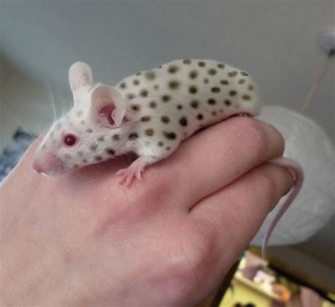 Spotted meece | Pet Mice Forum