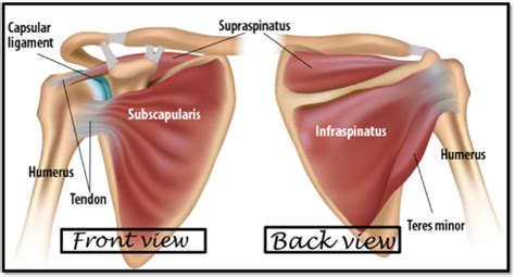 Best Shoulder replacement surgeon | Shoulder arthroscopy doctor in Surat