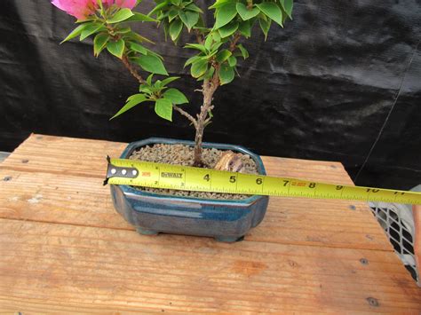 bougainvillea bonsai tree 1