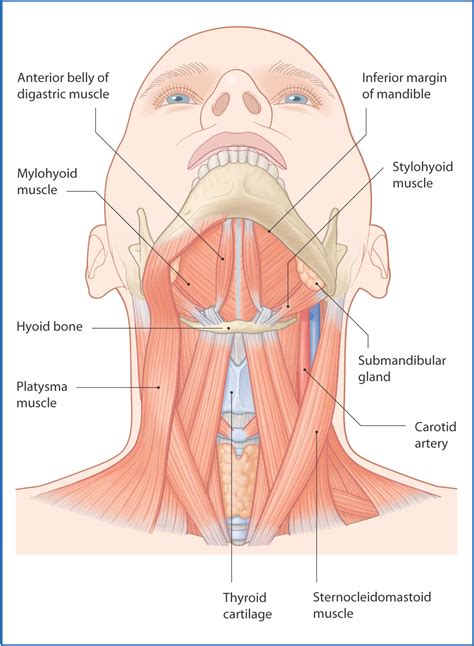 Suprahyoid Muscles