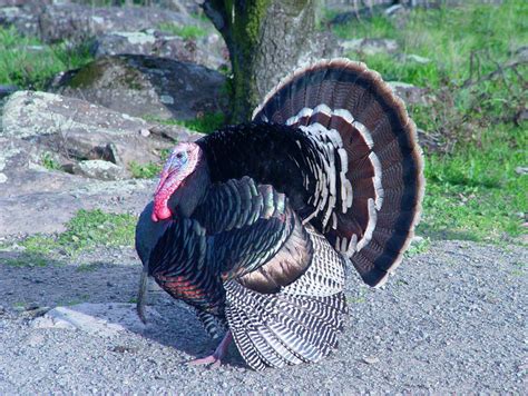 Wallpapers Fair: Turkey Beautiful Natural Birds 3d Picture