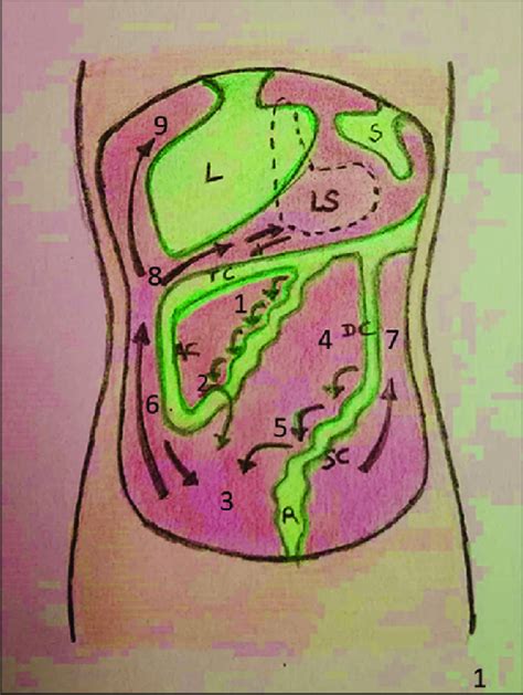 Pathway for flow of peritoneal fluid. | Download Scientific Diagram