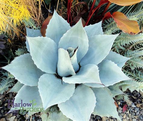 Agave Whale’s Tongue - Harlow Gardens