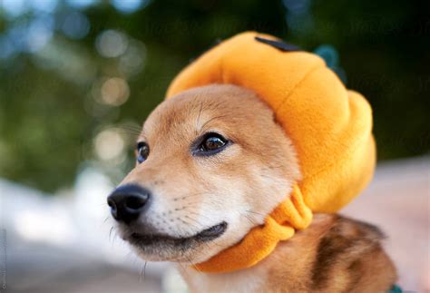 "Cute Puppy Wearing A Pumpkin Costume, On Halloween" by Stocksy ...