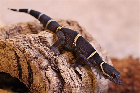How Much Are Geckos at Petco? Pictures, Species & Cost Guide | PangoVet