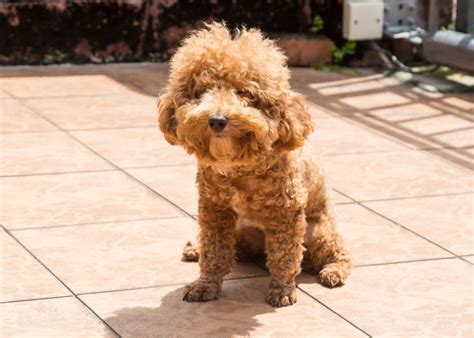 Effective Dog Flea Remedies - A Comprehensive Guide to a Flea-Free Pup ...