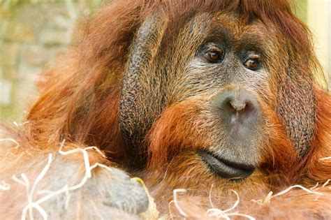 primate animals   wild rainforest public domain ape animal