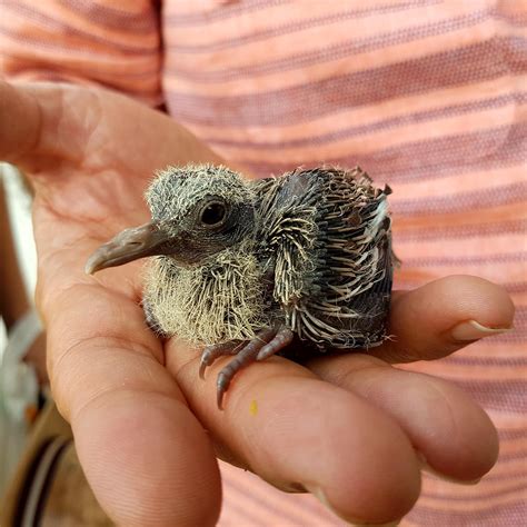 Baby Pigeon