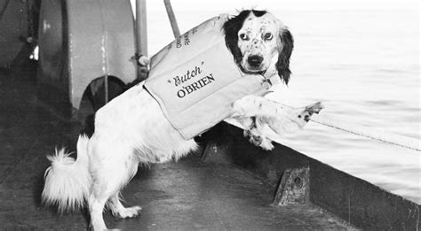 12 Awesome Animals From World War II That Will Show You A Different ...