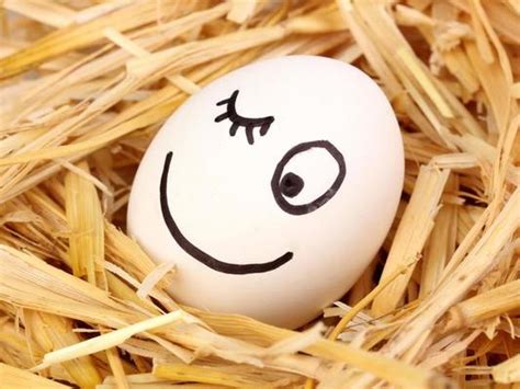 funny egg stock  images  backgrounds