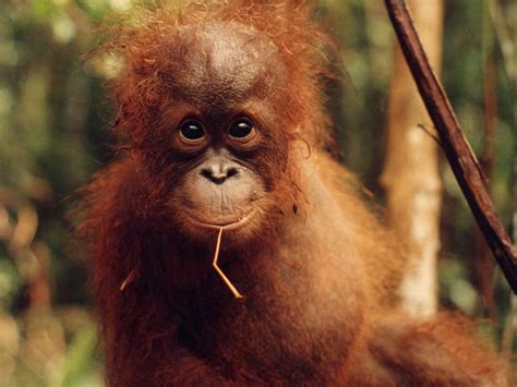 Orangutan HD Wallpapers - Wallpaper Cave