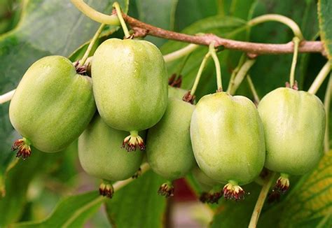 aktinidija issai savidulke medelynas seimos sodas