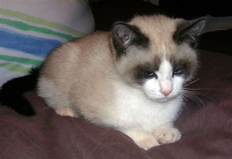 Snowshoe siamese mix Personality, Size, Adoption, Lifespan, Price