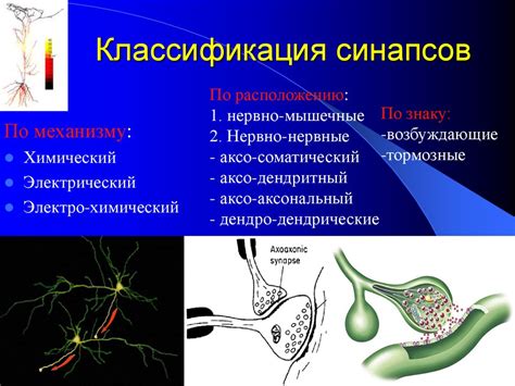 Проведение нервного импульса. Строение синапса - презентация онлайн