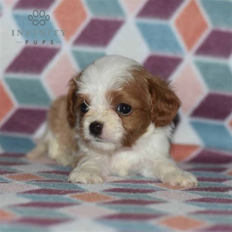 Cavalier King Charles Spaniel Puppies For Sale • Adopt Your Puppy Today ...