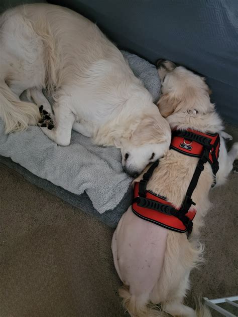 GRRoM Impact: A Look at Key Data Points — Golden Retriever Rescue of Michigan