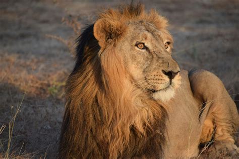 Lion Natural Habitat
