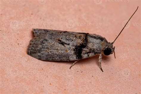 Brazilian Tufted Moth 3797966 Stock Photo at Vecteezy
