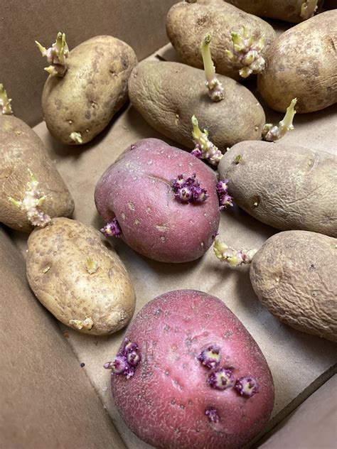 potato sprouts   cute  grew potatoes