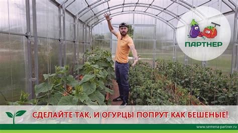 СДЕЛАЙТЕ ТАК, И ОГУРЦЫ ПОПРУТ КАК БЕШЕНЫЕ! - YouTube
