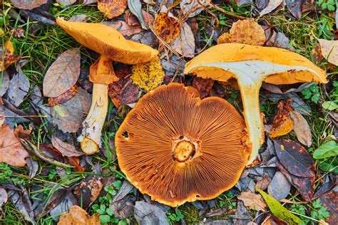 13 Edible Mushrooms In Alaska (With Foraging Pictures)