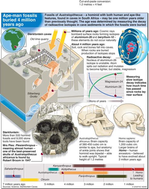 MAN: 4 million year old hominids infographic