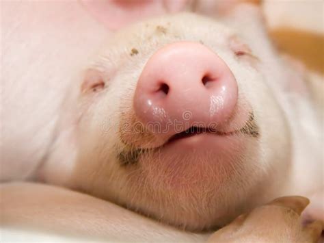 Flat Pig stock illustration. Illustration of hoof, pork - 31305