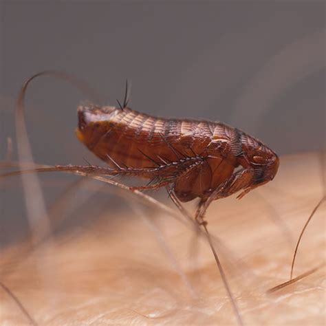 Fleas | PreventiPest