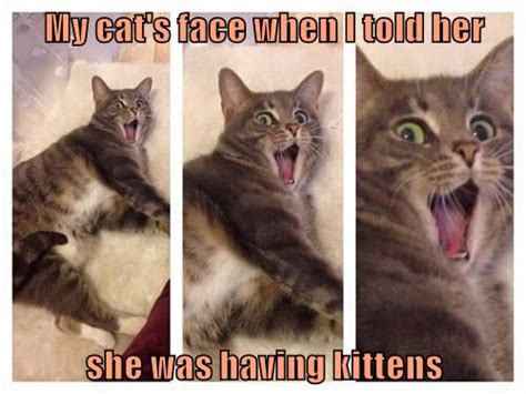 OMG - Lolcats - lol | cat memes | funny cats | funny cat pictures with ...