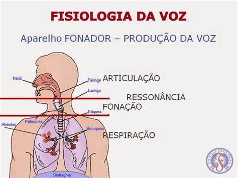 Voz e Fonoaudiologia