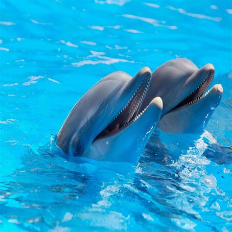 DOLPHINS | Purpoise | Pinterest | Dolphins, Animals and Sea world