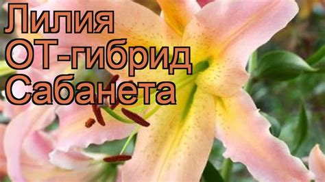 Лилия от-гибрид Сабанета (lilium ot-hybrid sabaneta) 🌿 обзор: как ...