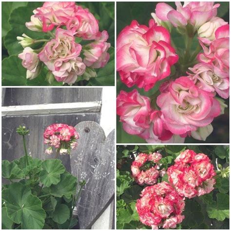 Pelargonium Appleblossom Rosebud | Geranien, Pflanzen, Garten