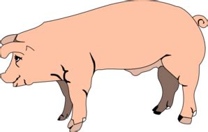fetal pig dissection  lab guide