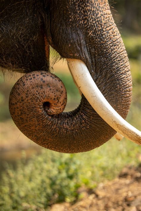 Unraveling the Mysterious Communication Among Elephants