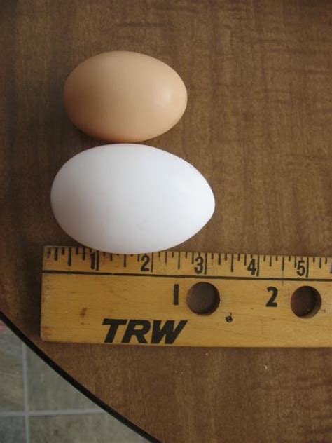 Giant egg | BackYard Chickens - Learn How to Raise Chickens